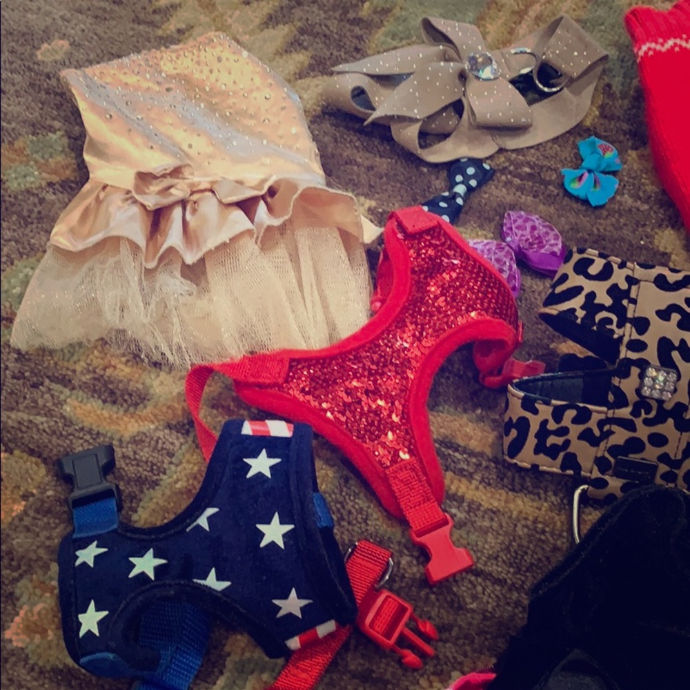 Dog halters and bows and dresses